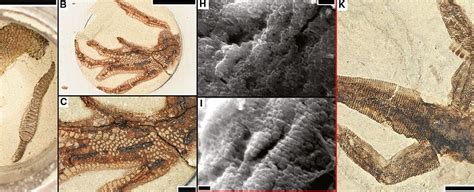 artificial fossilization